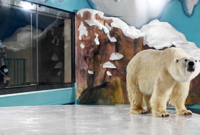 Trung Quốc: Khách sạn view chuồng gấu Bắc Cực bị chỉ trích thậm tệ