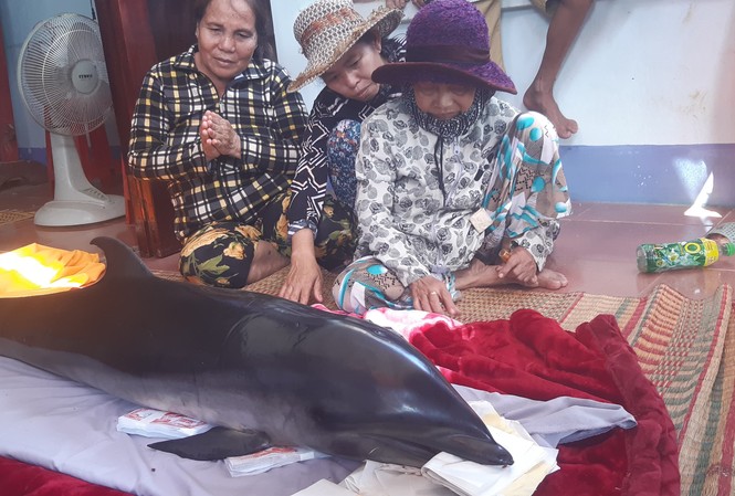 Phát hiện cá ông, người dân đưa về làng dựng rạp mai táng Cá ông lạc vào đầm Thị Nại mắc lưới người dân.