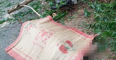Người đàn ông tử vong bên cạnh hàng chục cây dương bị cưa hạ Người đàn ông tử vong bên cạnh những cây dương bị cưa hạ. Ảnh minh họa