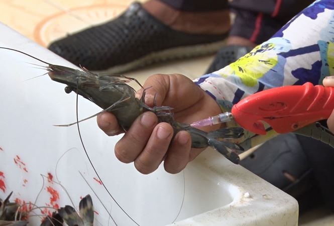 Phó Thủ tướng yêu cầu điều tra, triệt phá cơ sở bơm tạp chất vào tôm Phó Thủ tướng yêu cầu Bộ Công an tiếp tục chỉ đạo hệ thống, phối hợp điều tra triệt phá dứt điểm các đối tượng, cơ sở bơm tạp chất vào tôm nguyên liệu.