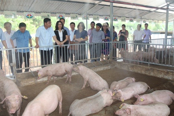 Dịch tả lợn châu Phi càn quét, nhiều hộ nuôi tự cứu mình, cứu lợn Bộ trưởng NN&PTNT Nguyễn Xuân Cường đặc biệt ấn tượng với mô hình liên kết chăn nuôi an toàn sinh học của Tập đoàn Quế Lâm.