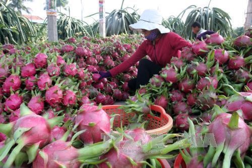 Vì sao hàng trăm xe thanh long Việt Nam ùn ứ ở cửa khẩu? Thanh long Bình Thuận đang vào trà thu hoạch chính vụ