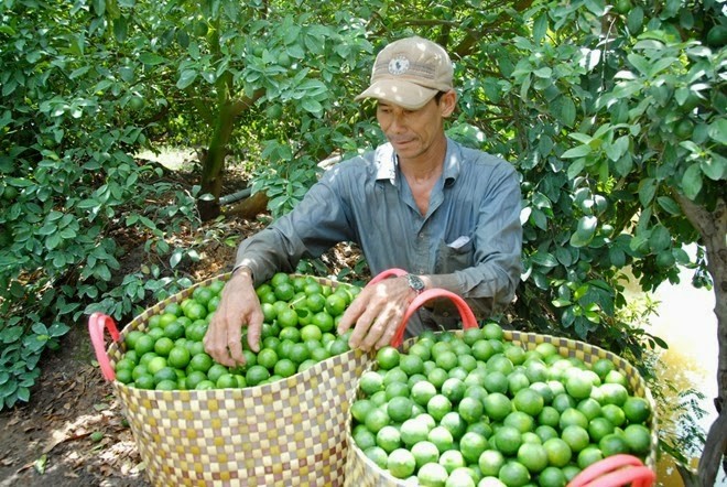 Chanh tăng giá sốc sau khi chặt cây làm... củi Năm 2018, do giá chanh xuống thấp, nhiều hộ dân đã chặt cây chanh làm củi