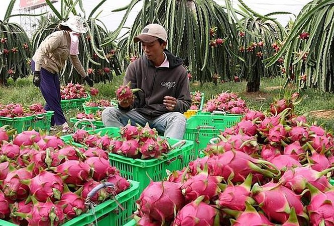 Hàng loạt trái cây giảm giá mạnh do Trung Quốc siết chặt Thanh long là loại trái cây xuất khẩu chủ lực nhưng kim ngạch xuất khẩu giảm sút từ đầu năm đến nay.