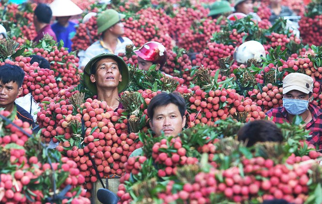 Nhật Bản chính thức mở cửa cho vải thiều tươi Việt Nam Vải thiều có cơ hội xuất khẩu sang thị trường Nhật Bản vào năm 2020