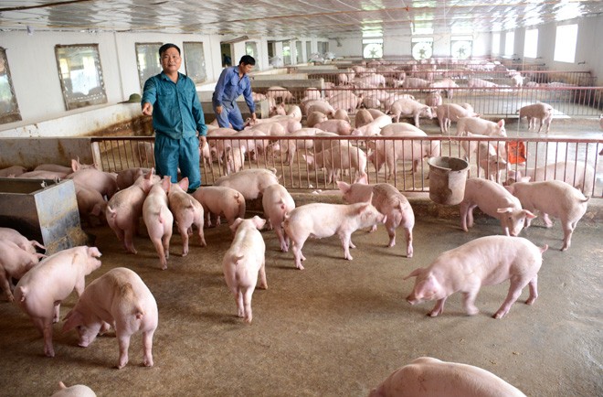 Chiến lược chăn nuôi đến năm 2030: Duy trì đàn lợn 29-30 triệu con Đến năm 2030, Việt Nam sẽ duy trì tổng đàn lợn ở quy mô khoảng 29-30 triệu con