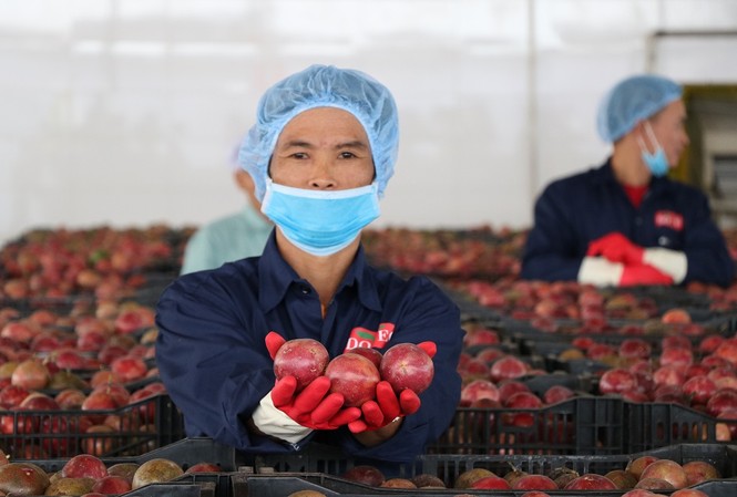 Năm 2020, xuất khẩu nông lâm thủy sản hướng đến mục tiêu 43 tỷ USD Thúc đẩy công nghiệp chế biến là một trong những khâu để nâng cao giá trị nông sản Việt Nam trong thời gian tới.