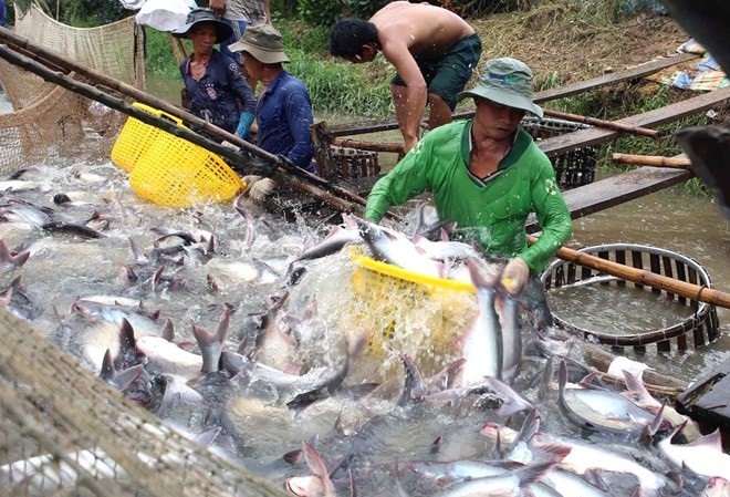 Xuất khẩu cá tra giảm hơn 30% nửa đầu năm 2020 Do xuất khẩu ảm đạm, giá cá tra nguyên liệu tại các tỉnh Đồng bằng sông Cửu Long trong tháng qua chững ở mức thấp, quanh mức 18.000-18.200 đồng/kg