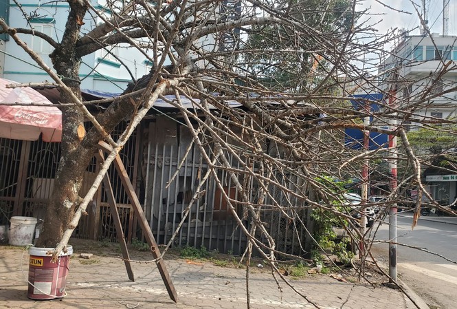 Hiệu trưởng Trường Đại học Lâm nghiệp: Chặt đào rừng rất xót xa, lãng phí GS TS Trần Văn Chứ, Hiệu trưởng Trường Đại học Lâm nghiệp cho biết, về chủ trương cấp chặt đào rừng và các cây rừng dịp Tết của Thủ tướng được giới khoa học rất ủng hộ.