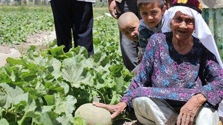 Cụ bà già nhất thế giới mở shop bán dưa online Cụ Ali Mihan trên cánh đồng dưa ưới của mình