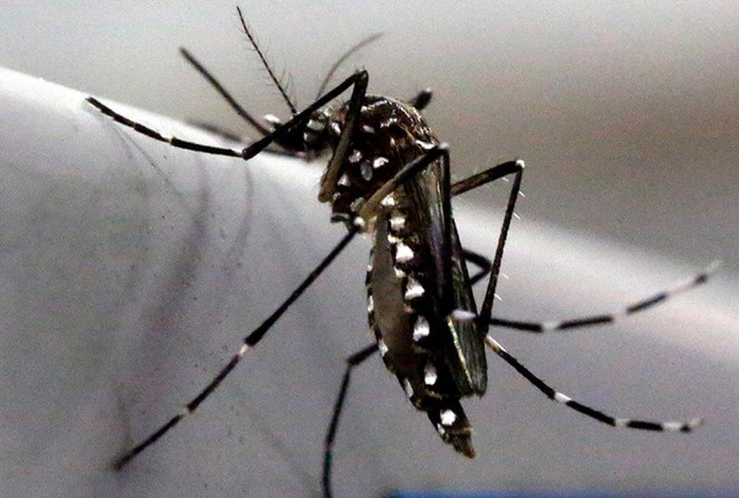 Dùng phóng xạ diệt muỗi ngăn dịch Zika Liên Hợp Quốc đề xuất dùng phóng xạ diệt muỗi ngăn dịch Zika
