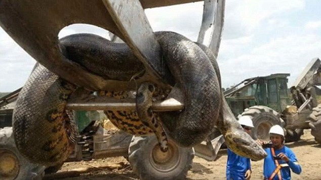 Bắt được con trăn lớn nhất hành tinh ở Brazil Con trăn khổng lồ được phát hiện trong một công trường xây dựng đập ở Brazil