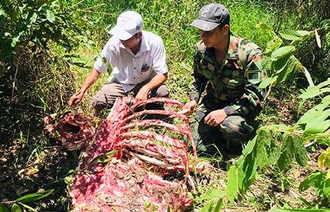 Một cá thể nghi bò tót bị săn trộm ở Vườn Quốc gia Cát Tiên Một cá thể nghi bò tót bị săn trộm ở Vườn Quốc gia Cát Tiên