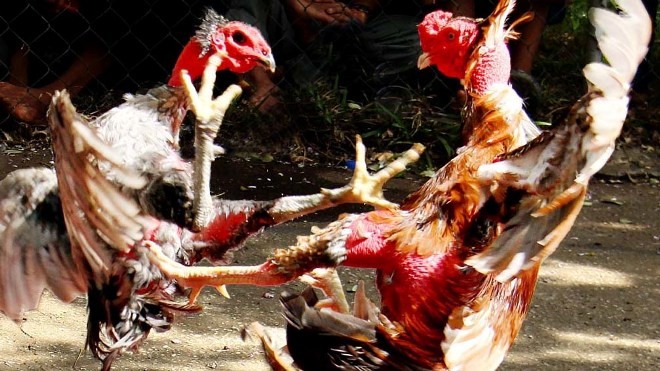 Xem thần kê tung tuyệt kỹ Xem thần kê tung tuyệt kỹ