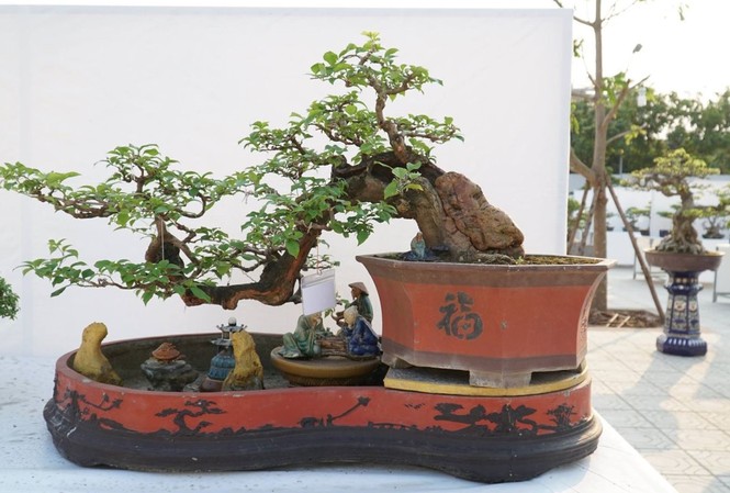 50 quốc gia góp mặt tại lễ hội Bonsai và Suiseki châu Á - Thái Bình Dương 50 quốc gia góp mặt tại lễ hội Bonsai và Suiseki châu Á - Thái Bình Dương