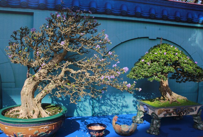 Chiêm ngưỡng các tác phẩm bonsai và đá cảnh nghệ thuật quốc tế hội tụ ở TPHCM Chiêm ngưỡng các tác phẩm bonsai và đá cảnh nghệ thuật quốc tế hội tụ ở TPHCM