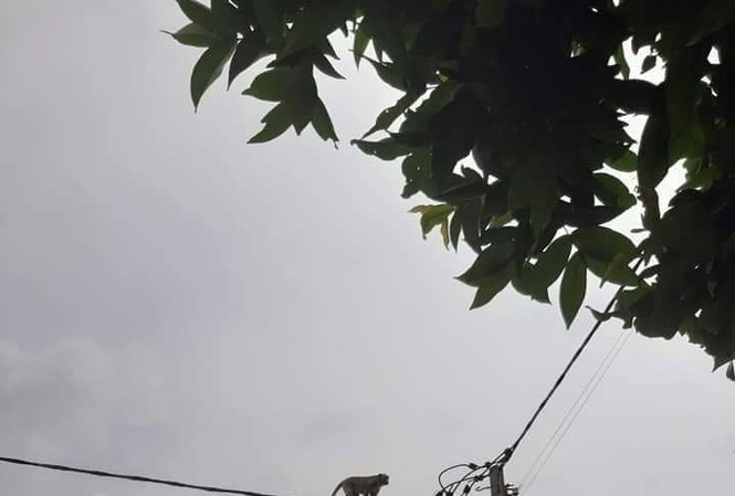 TPHCM: Lên phương án vây bắt đàn khỉ hoang 'đại náo' khu dân cư Một con khỉ đu dây điện ở phường Thạnh Xuân, quận q12, TPHCM