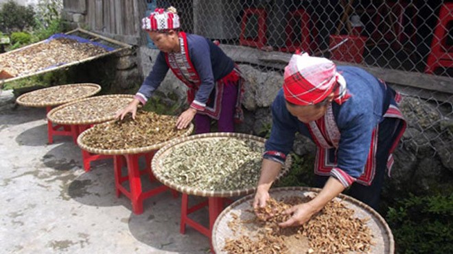 Hết thoái hóa cột sống, thoát vị đĩa đệm bằng thuốc dân tộc? Thuốc của người dân tộc vùng cao được nhiều người ưa chuộng