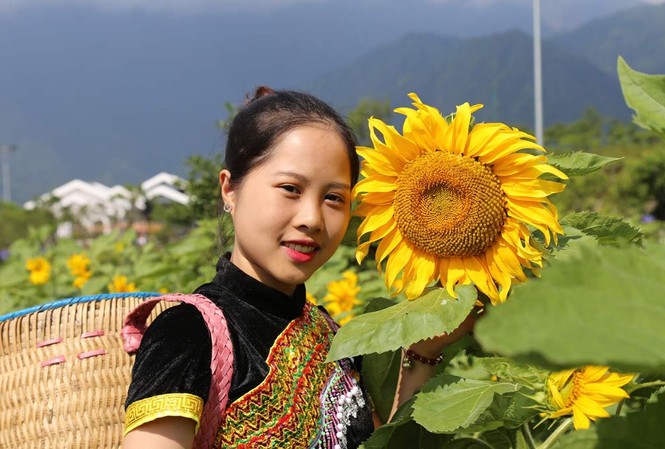 Lạc bước chẳng muốn về ở đồi hoa hướng dương Lạc bước chẳng muốn về ở đồi hoa hướng dương