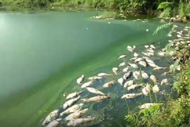 Phú Thọ: Kiểm tra hoạt động bảo vệ môi trường của Cty Hoà Phát Chất thải của Công ty TNHH MTV Gia cầm Hòa Phát Phú Thọ làm cá ở hồ Ngả Hai chết hàng loạt.