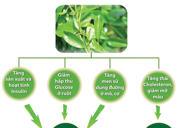 Việt Nam trồng thành công dược liệu quý chữa Tiểu đường Tác động của dây thìa canh trên bệnh nhân tiểu đường
