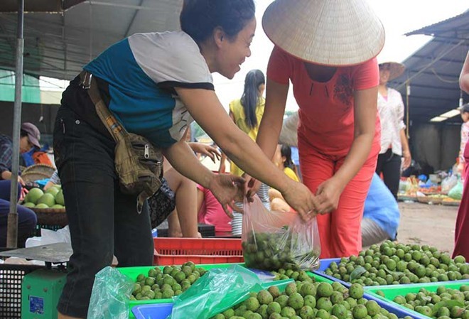 Thu tiền triệu từ nghề chà vỏ sấu đầu mùa Thu tiền triệu từ nghề chà vỏ sấu đầu mùa
