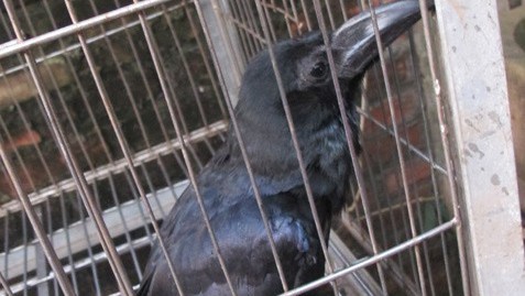 Quạ ‘thành tinh’ biết nói tiếng người ở Hải Phòng Quạ ‘thành tinh’ biết nói tiếng người ở Hải Phòng