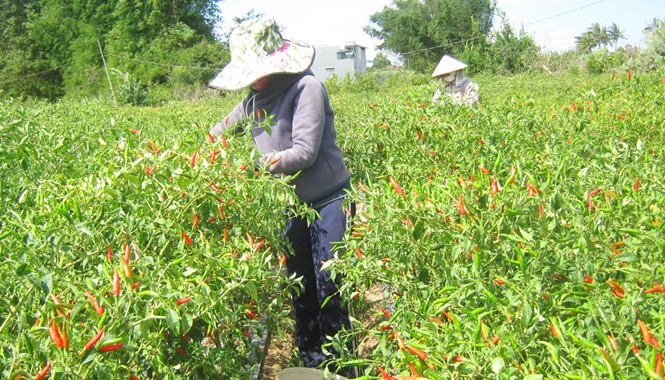 Nông dân 'cay mắt' vì ớt Tiếc của, dân hái ớt về phơi khô