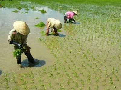 Nguyên Phó Chủ tịch Hội Nông dân tỉnh gây thiệt hại tiền tỷ Ông Điền chỉ đạo mở lớp dạy nghề cho nông dân không đúng số lượng, rút ngắn thời gian đào tạo. Ảnh: minh họa