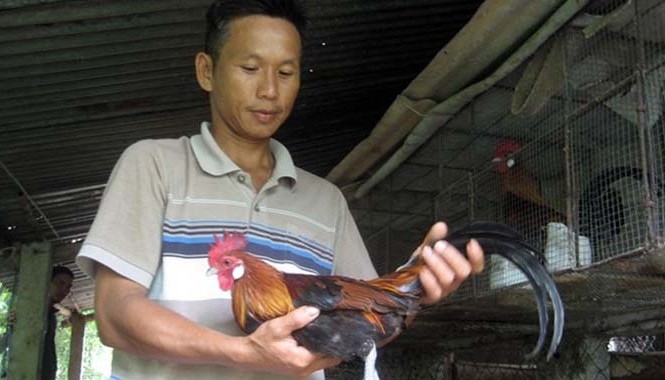 Làm giàu từ 7 quả trứng gà rừng Gà rừng có giá 1-1,5 triệu đồng/cặp.