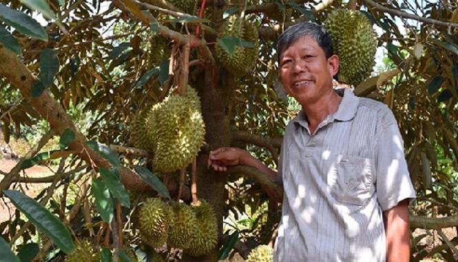 Ông trùm sầu riêng lãi bạc tỷ mỗi năm Ông Cường bên gốc sầu riêng trĩu quả tại Đồng Nai. Ảnh:Nông nghiệp Việt Nam.