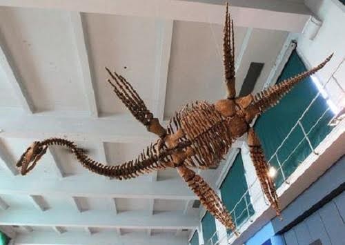 'Quái vật Loch Ness' cổ đại bơi giống chim cánh cụt Bản sao loài Plesiosau r có tên "Tuarangisaurus Cabazai" làm từ bột nhựa tổng hợp polyurethane được ghi lại tại Bảo tàng Khoa học tự nhiên Argentina, tại thủ đô Buenos Aires vào ngày 1/7/2013. Ảnh: Reuters.