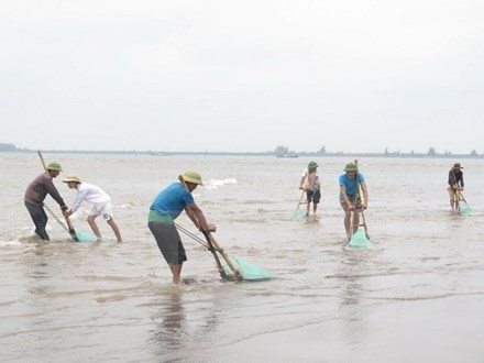 Triệu tập đối tượng đưa tin thất thiệt về cá chết ở Cồn Vành Hoạt động khai thác ngao, vạng của ngư dân huyện Tiền Hải trên vùng bãi triều thuộc xã Nam Phú (Tiền Hải, Thái Bình). Ảnh: Xuân Tiến/TTXVN.