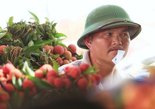 Vải thiều vừa qua biên giới Trung Quốc đã tăng giá gấp đôi Bán vải cho Trung Quốc được giá cao hơn, nhưng người dân cũng bị trừ cân, ép giá đủ đường. Ảnh: Ngọc Thành.