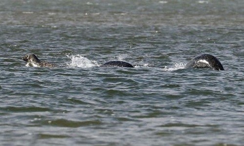 Công nhân phát hiện vật thể nghi là quái vật hồ Loch Ness Vật thể nghi là quái vật hồ Loch Ness nhấp nhô trên mặt nước. Ảnh: SWNS.