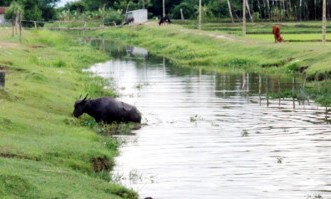 Đi chăn trâu, hai bà cháu chết đuối thương tâm Ảnh minh họa