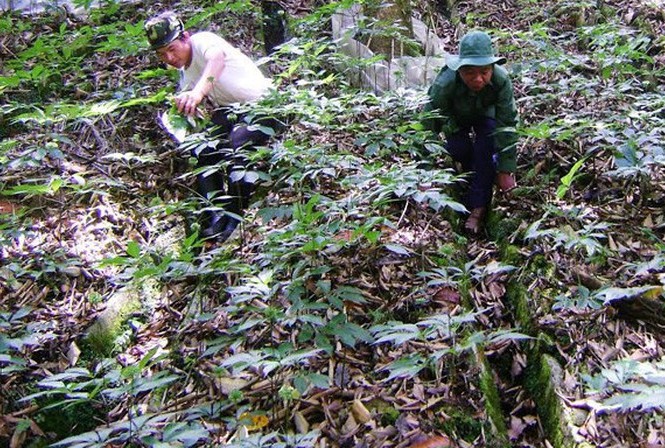 Lão nông trên đỉnh núi canh 'kho báu' 500 tỷ giấu dưới tán rừng già Nông dân trồng sâm Ngọc Linh có người trở thành đại gia với khối tài sản lên tới 500 tỷ đồng.