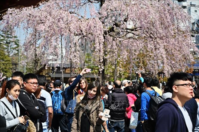 Tokyo là thành phố an toàn nhất thế giới Du khách ngắm hoa anh đào nở rộ tại Tokyo, Nhật Bản. Ảnh: AFP/TTXVN.