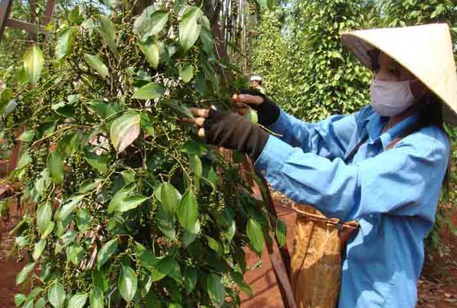 Doanh nghiệp Trung Quốc thao túng thị trường hồ tiêu: Mới là cảnh báo nội bộ Doanh nghiệp Trung Quốc thao túng thị trường hồ tiêu: Mới là cảnh báo nội bộ