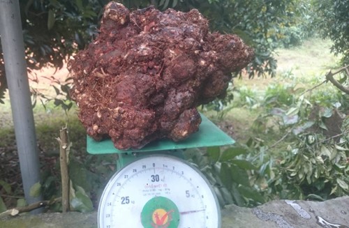 Lạ kỳ nấm ngọc cẩu nặng hơn 7 kg ở Nghệ An Củ nấm mà anh Cường đang sở hữu. Ảnh: Anh Thư.