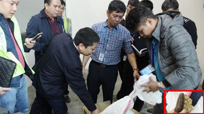 Phát hiện hàng trăm kg vẩy tê tê, ngà voi tại sân bay Nội Bài Lực lượng chức năng khám xét lô hàng vi phạm chứa vẩy tê tê