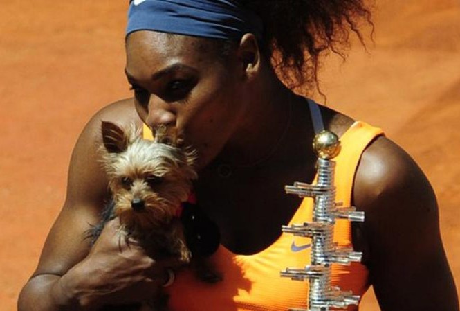 Serena Williams đổ bệnh vì thức ăn của... chó Serena Williams hôn cún cưng sau khi chiến thắng ở Madrid Masters năm 2013. Ảnh: BBC