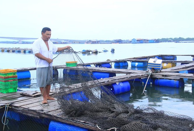 Vũng Tàu công bố nguyên nhân cá chết hàng loạt trên sông Chà Và Lồng bè của một số ngư dân trống trơn sau vụ cá chết hàng loạt vừa qua.