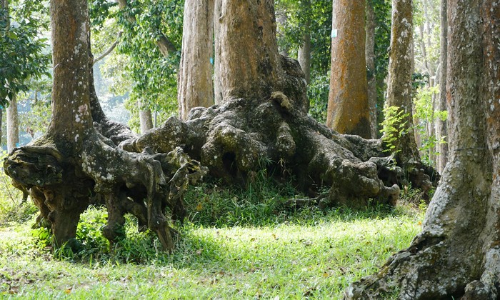 Lạ kỳ những bộ rễ cây khổng lồ tại Trà Vinh