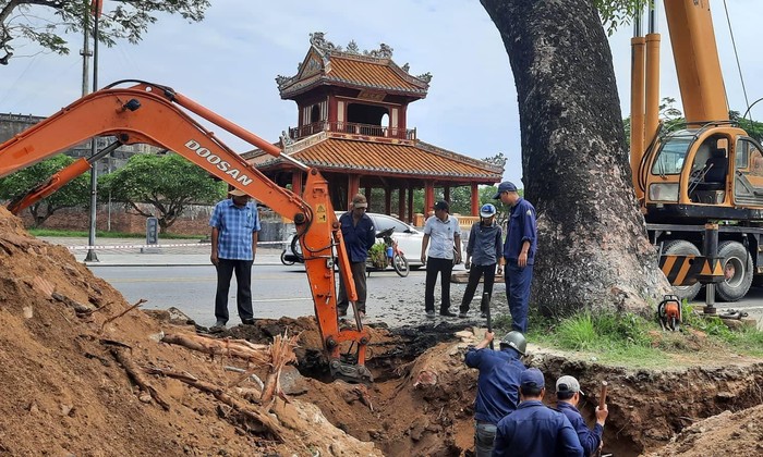 Huế cho di dời ‘cụ’ xà cừ hơn 100 tuổi vì lo cây đổ đè người đi đường