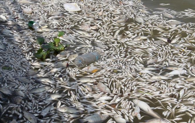 Thảm họa môi trường ở Ba Lan: Cá chết nổi trắng sông Oder 