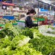 Rau bẩn 'đội lốt' VietGAP: Truy trách nhiệm giám đốc siêu thị 