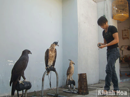 Thú chơi 'vương điểu, kỳ nhông' của dân phố biển Thú chơi 'vương điểu, kỳ nhông' của dân phố biển