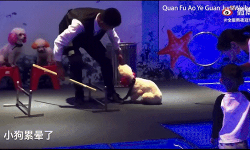 Dư luận chỉ trích huấn luyện viên xiếc thú vì ngược đãi chú chó khi biểu diễn