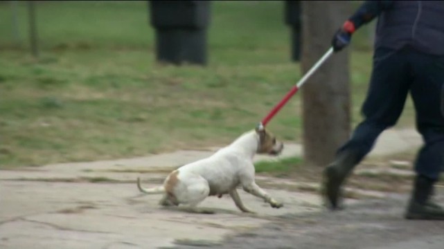 Hãi hùng đàn chó pitbull cắn chết bé trai 4 tuổi trên ...